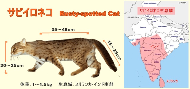 この動画かわいい サビイロネコ 世界最小1 5kg でもヤマネコだよ じんわりラボ