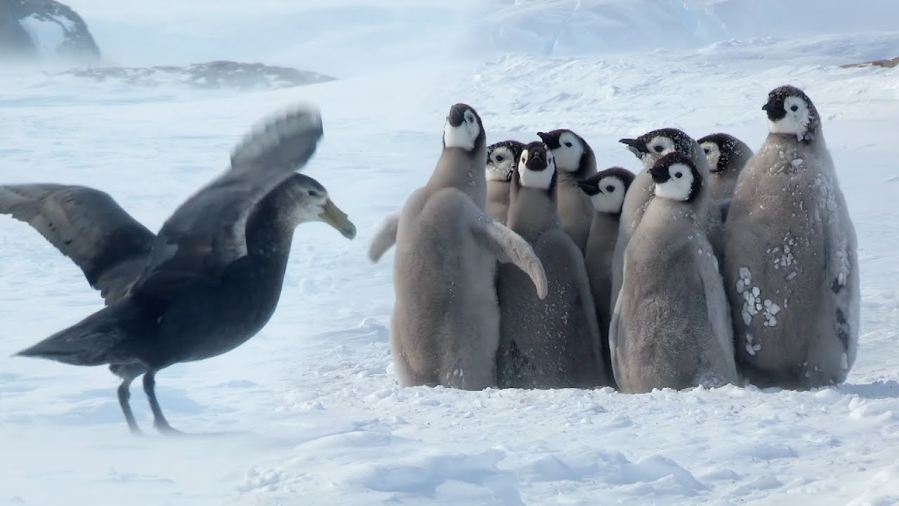 この動画かわいい 皇帝ペンギン なぜかアデリーペンギン 助っ人に来た じんわりラボ