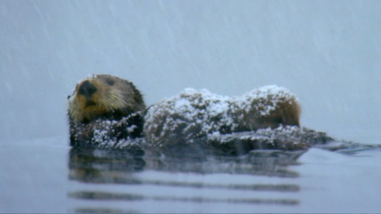 この動画かわいい ラッコ アラスカでぷかぷかしてたら大変なことに じんわりラボ