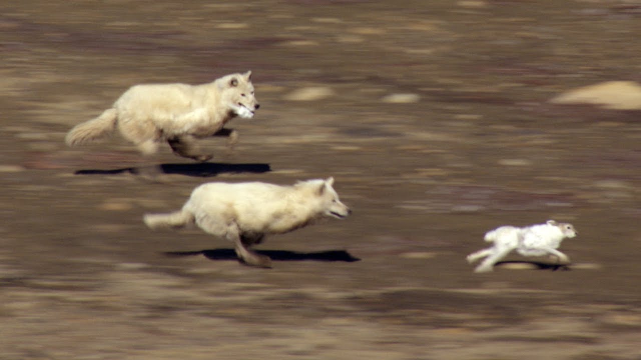 この動画 すごい オオカミ 北の大地で時速60キロのチームプレー じんわりラボ