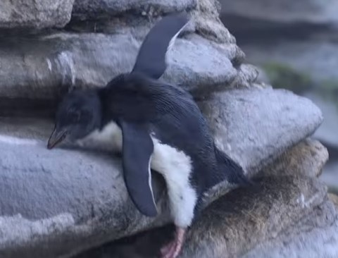 この動画かわいい 皇帝ペンギン イワトビペンギン ほっこりng集 じんわりラボ