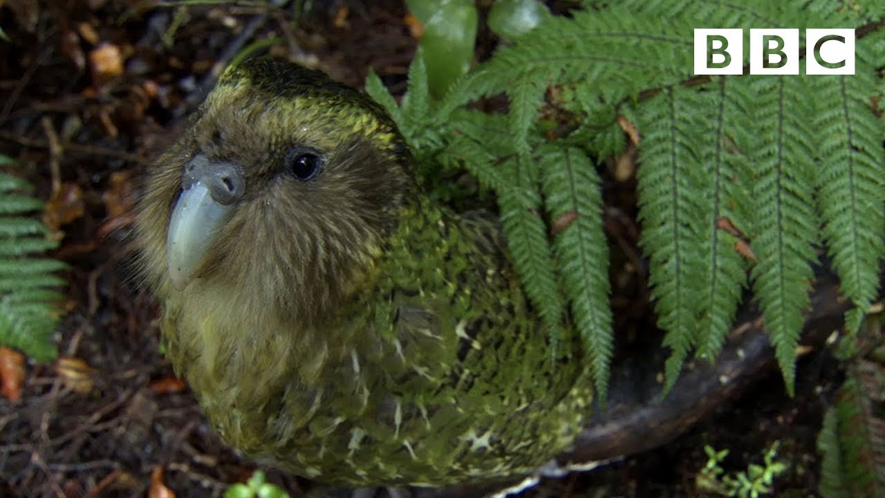 この動画かわいい カカポ ニュージーランドの飛べないオウムは人気者 じんわりラボ