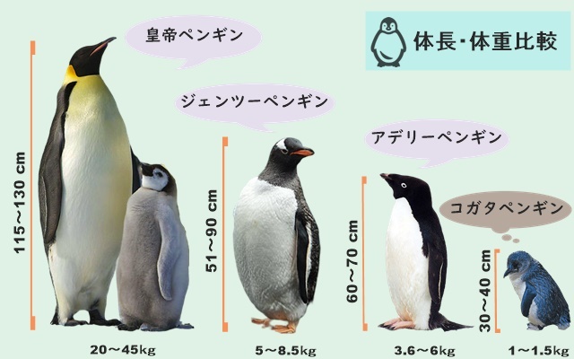 この動画かわいい コガタペンギン 世界最小 暗くなると帰ってくるよ じんわりラボ