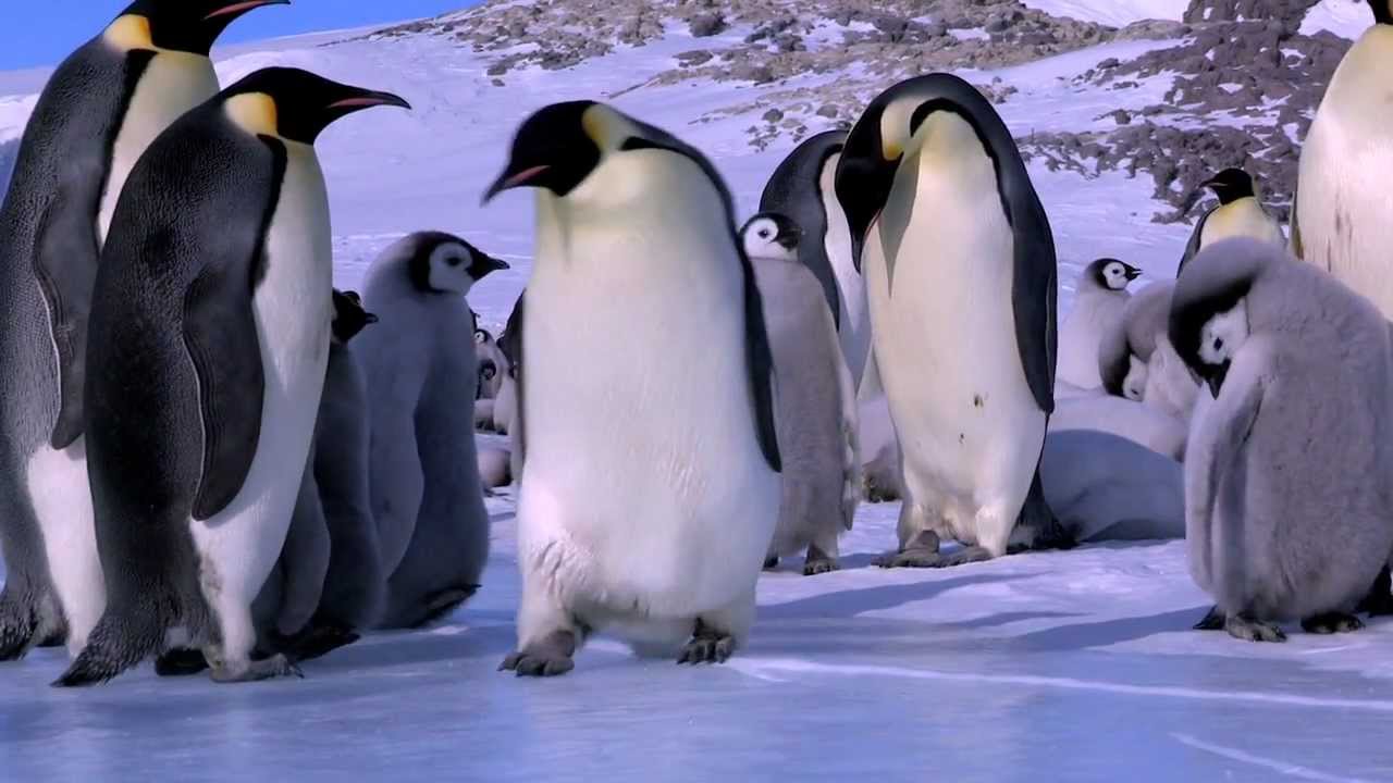 この動画かわいい 皇帝ペンギン イワトビペンギン ほっこりng集 じんわりラボ
